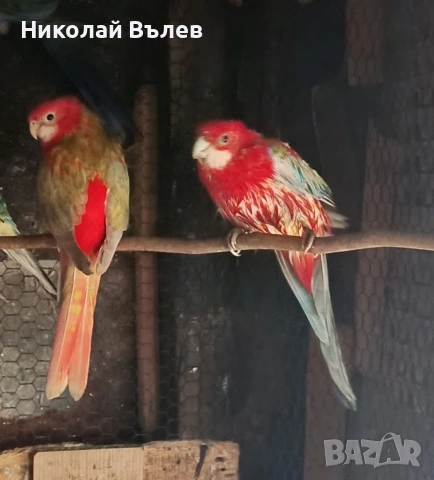 Пенанти,розели и пойни, снимка 6 - Папагали - 53256284