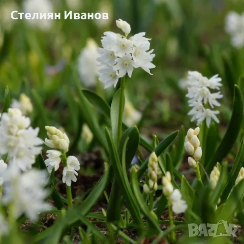 Пушкиния - бяла (Puschkinia scilloides var. libanotica 'Alba') – луковички, снимка 2 - Сортови семена и луковици - 47954070