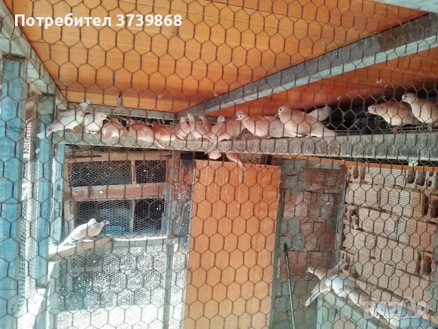  гугутки скумрии, снимка 2 - Гълъби - 52393374