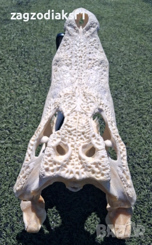 Челюст КРОКОДИЛ 100% Реални снимки с документ за притежание по CITES, снимка 5 - Колекции - 52833704