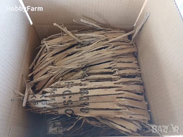 Оплодени яйца от "Черен Австралорп" / Яйца за люпене, снимка 5 - други­ - 48576142