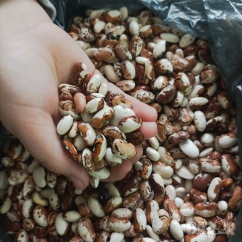 Шарен Родопски еко боб