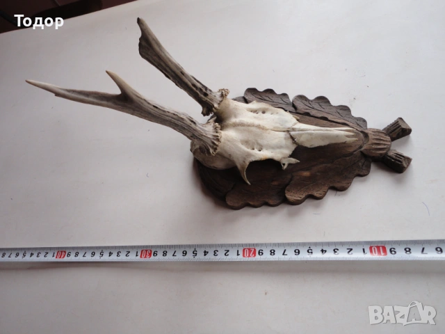 Ловен трофей рог рога дърворезба 13