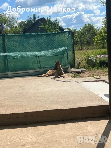 Продавам Белгийска Овчарка Малиноа, снимка 1