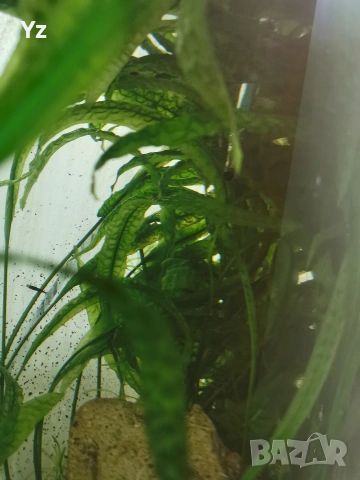 Продавам анубиас и гигантска криптокорина Helena хищни охлюви, снимка 3 - Оборудване за аквариуми - 48177517