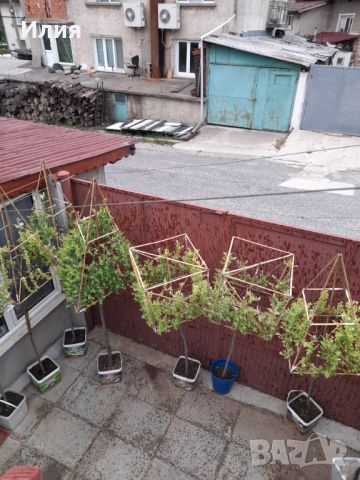 Вариегатна японска върба с геометрично оформление, снимка 7 - Градински цветя и растения - 45387000