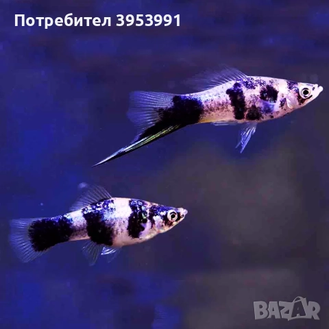 декоративни рибки, снимка 4 - Рибки - 52470776