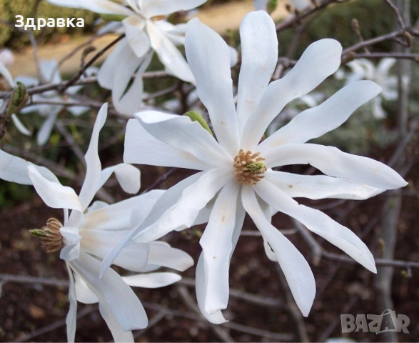 Магнолия Мерил Стелата, снимка 3 - Градински цветя и растения - 54000337