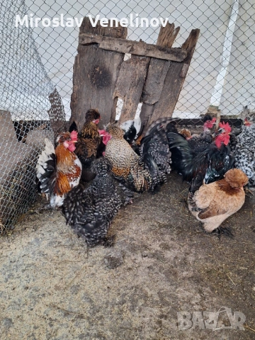 Продавам оплодени яйца от джинките на снимките, снимка 5 - Кокошки и пуйки - 53650745