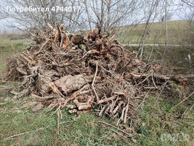 Корени от Орех 