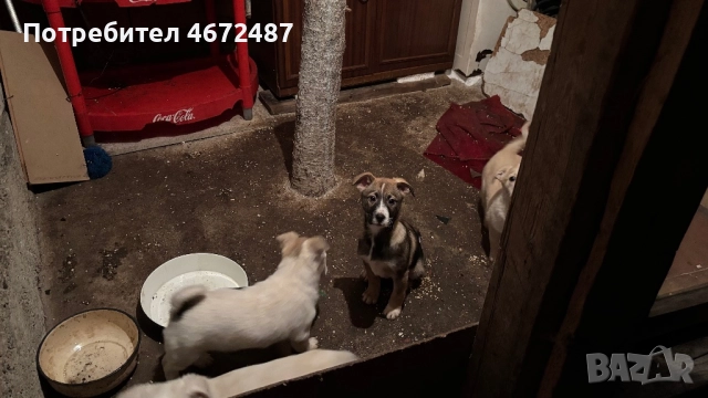 Подаряват се кученца, снимка 7 - Други - 52700983