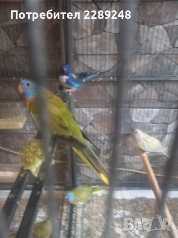 папагали, снимка 6 - Папагали - 46399660