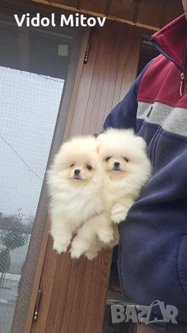 Мини Померан момичета 