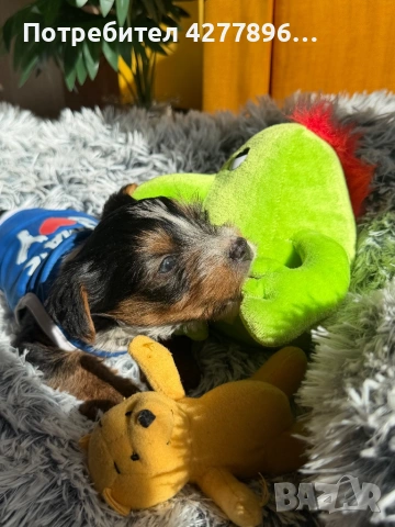 Бийвър йоркширски териер, снимка 6 - Йоркширски териер - 53834267