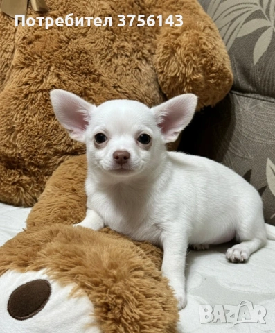 Мъжко Чихуахуа Крем, снимка 2 - Чихуахуа - 53250432