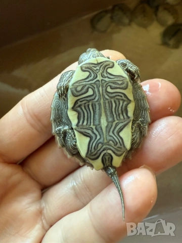 Продавам водни костенурки, снимка 5 - Костенурки - 52907554