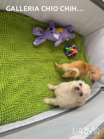 Женско дългокосместо чихуахуа, снимка 1