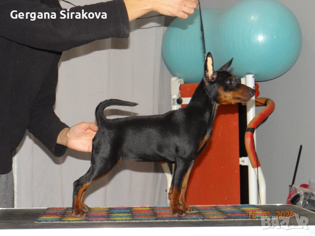 Миниатюрен Пинчер, снимка 4 - Пинчер - 52606026