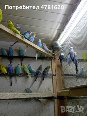 Вълнисти папагали, снимка 3 - Папагали - 54019154