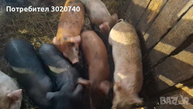 прасета на 2 месеца, снимка 2 - Прасета - 53308047