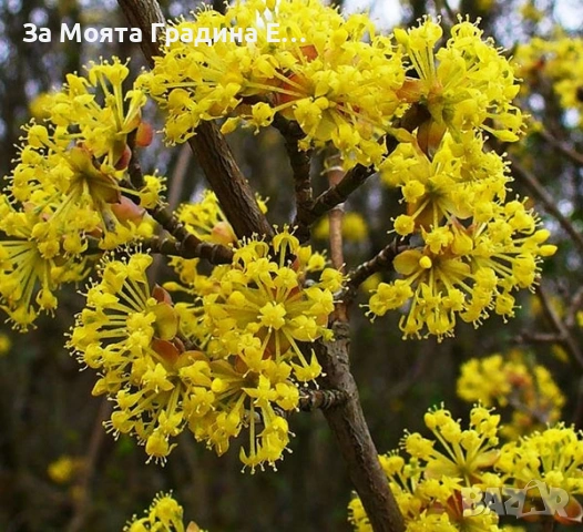 Жълт Дрян , снимка 2 - Градински цветя и растения - 53619111