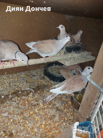 Продавам гугутки , снимка 3 - Гълъби - 52253162