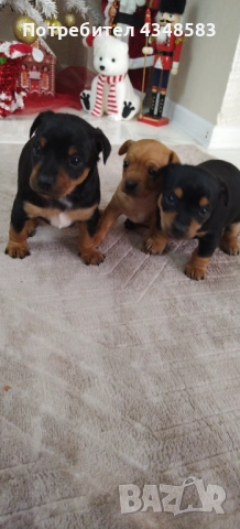 Пинчер, снимка 4 - Пинчер - 52846934