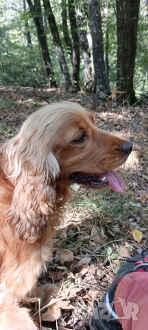 Кучета за трюфели - Обучени, снимка 2 - Кокер шпаньол - 52658653