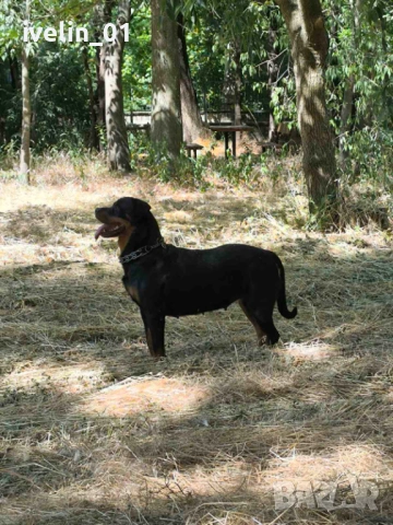Продават се малки ротвайлерчера, снимка 7 - Ротвайлер - 53676581
