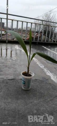 Палми Вашингтон малки, снимка 6 - Градински цветя и растения - 42475421