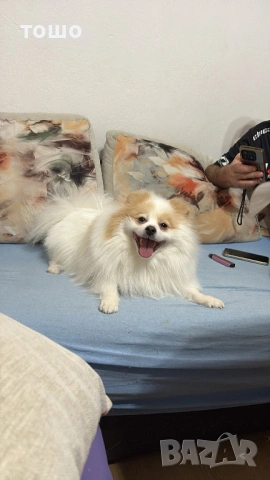 Пумеран -хин, снимка 5 - Померан - 53452093