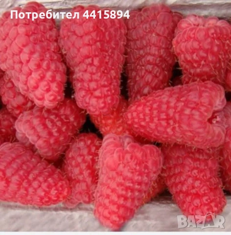 Разсад ягоди и малини, снимка 6 - Сортови семена и луковици - 54205328