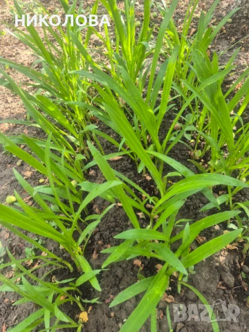 ХИМЕНОКАЛИС, снимка 4 - Градински цветя и растения - 50826967