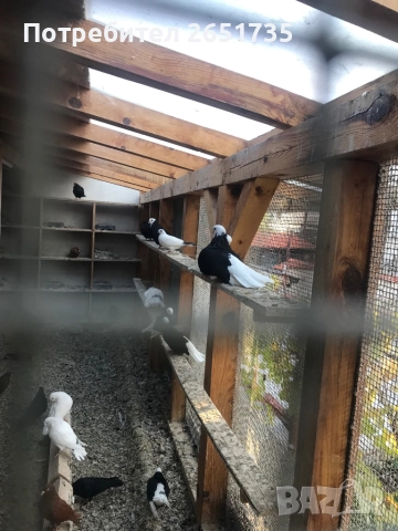 Гълаби, снимка 4 - Гълъби - 52166248