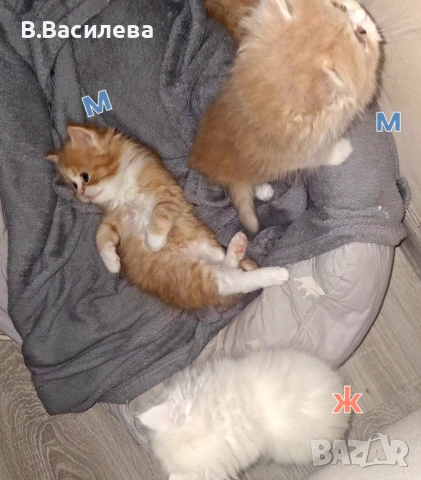 Персийски котета, снимка 4 - Персийска - 53958055