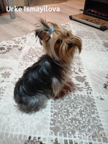 Мини йоркширски териер , снимка 4 - Йоркширски териер - 53601867