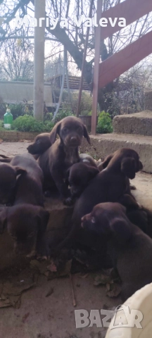 Кученца Курцхар , снимка 4 - Курцхаар - 52863953