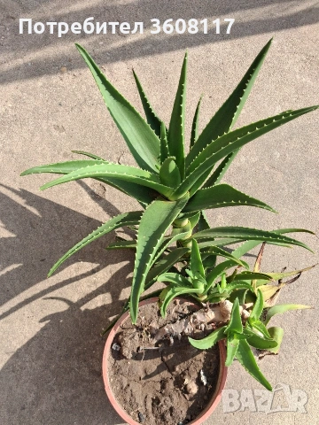 алое , снимка 3 - Стайни растения - 49662444
