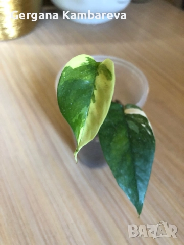 Epipremnum pinnatum Albo Variegata , снимка 2 - Стайни растения - 51858496