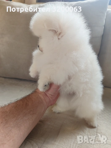 Померан мини мъжко , снимка 5 - Померан - 54262421