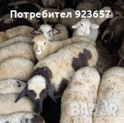 Продават се агнета