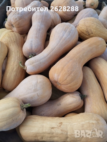 тиква цигулка и матилда