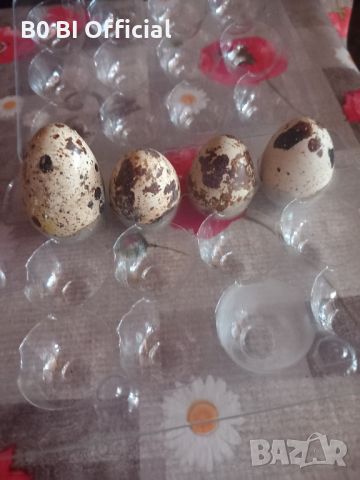 Продавам пресни яйца от пъдпъдъци, снимка 1 - Домашни продукти - 46459431