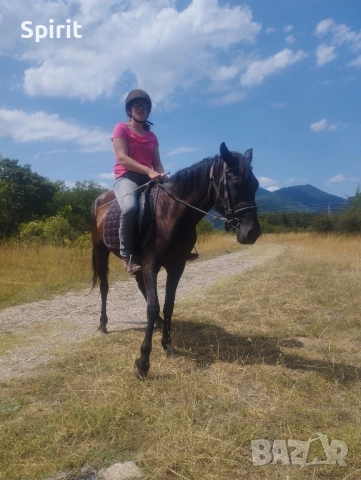 Ездитна кобила Марта, снимка 9 - Коне - 51464803