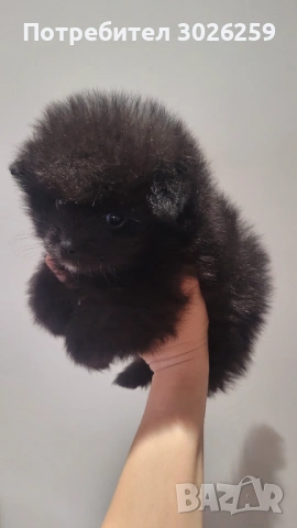  Померанчета на 2 месеца, снимка 4 - Померан - 53933906