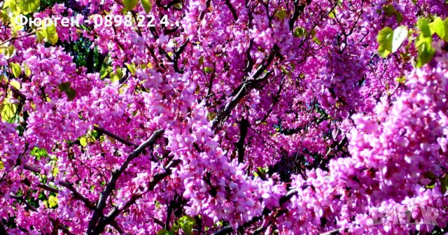 Див рожков (Cercis siliquastrum) Дърво на Юда, снимка 4 - Разсади - 49944879