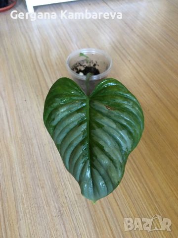 Philodendron Sodiroi , снимка 6 - Стайни растения - 46414898