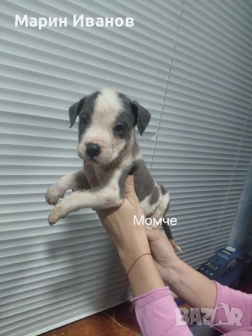 Сини питбулчета , снимка 6 - Питбул - 52585298