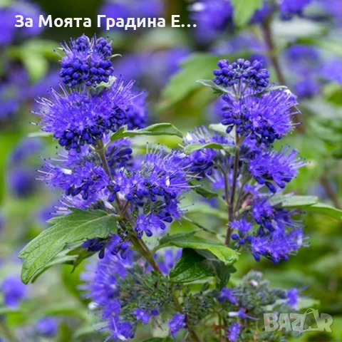 Кариоптерис , снимка 7 - Градински цветя и растения - 53635848