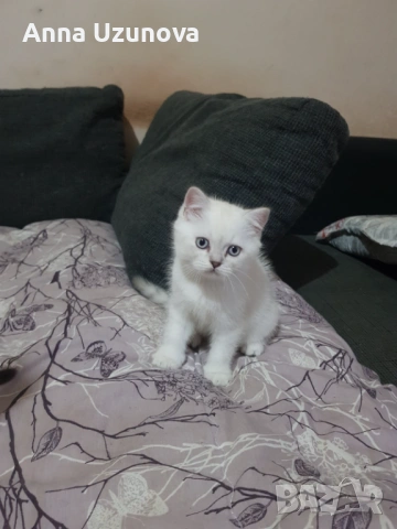 Шотландски/британски сребърни чинчили , снимка 4 - Британска късокосместа - 53426663